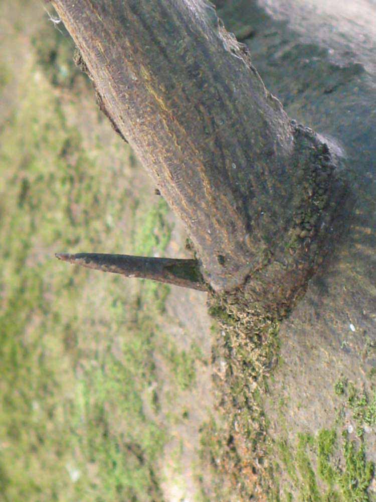                        Bark (Winter Haven, FL)       